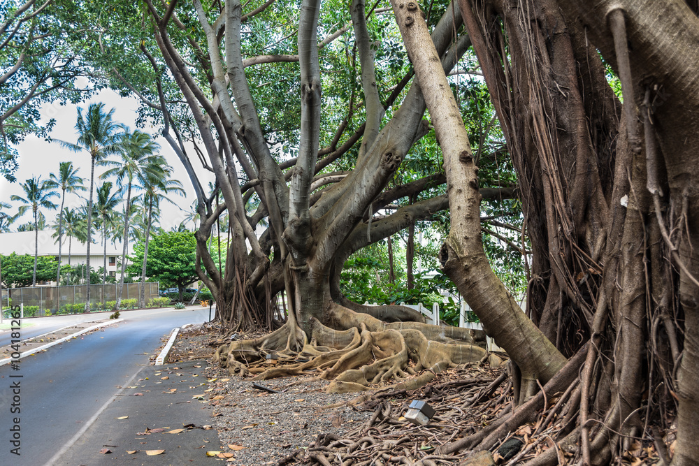 Obraz premium Tree roots above the soil, Kauai, Hawaii 