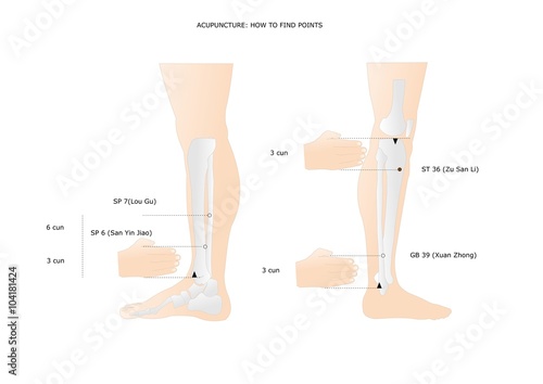 acupuncture: some points of the leg that can be found at 3 cun from a specific anatomical point