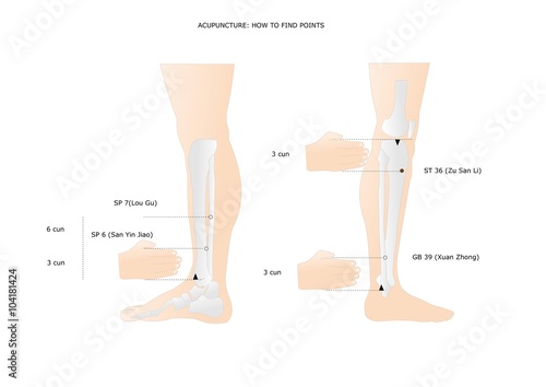 acupuncture: some points of the leg that can be found at 3 cun from a specific anatomical point photo