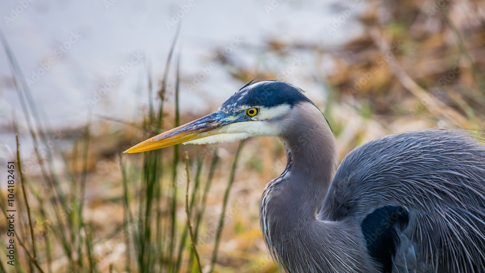 Fototapeta premium blue heron, nisqually wildlife refuge, Washington state