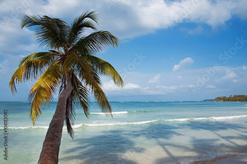 Tropic palm