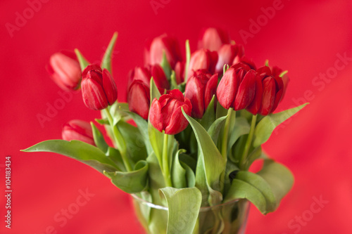 red tulips in vase against red background