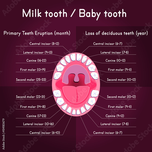 Children Teeth anatomy. Shows eruption and shedding time. Dental titles of every milk tooth - dental chart and timing of their appearance and change. Oral cavity of kids teeth, tongue, tonsils, jaw