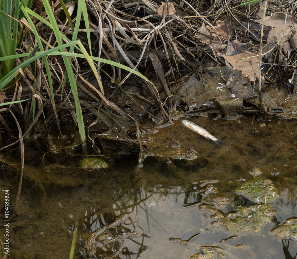 Poisson mort, rivière à sec Poisson mort, rivière à sec