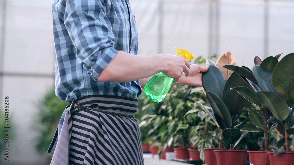 Florist spraying ficus in greenhouse Florist spraying ficus in greenhouse