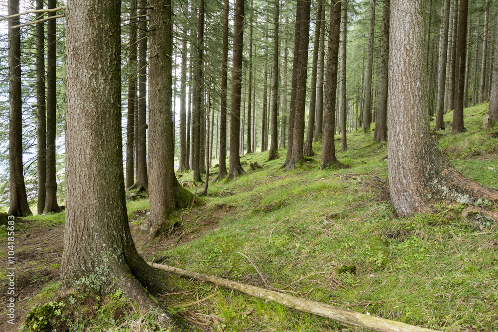 Fototapeta premium Nadelwald im Sommer