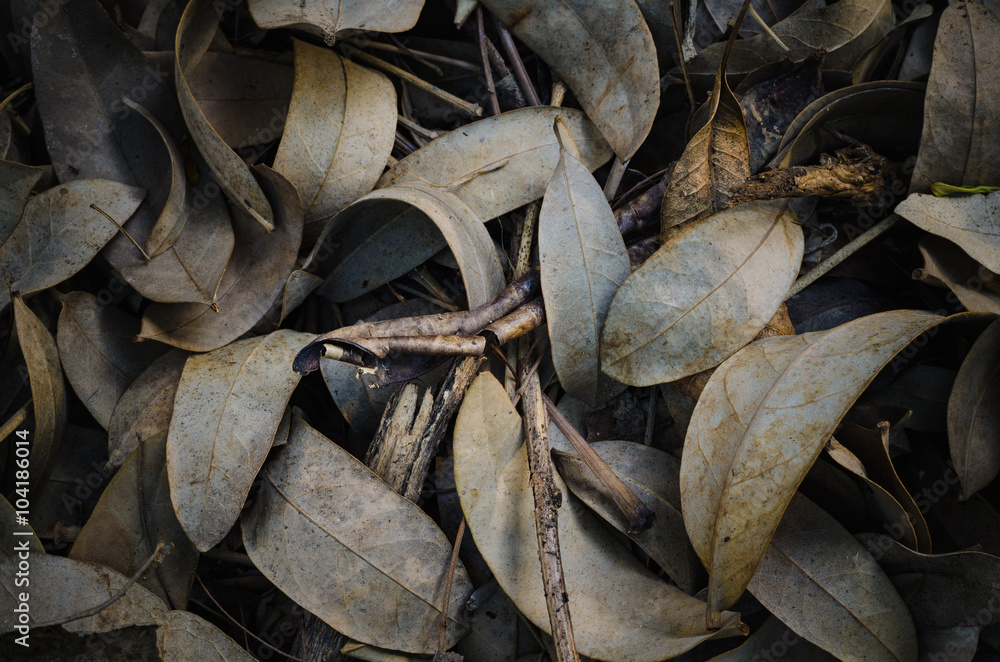 Dry leaves background