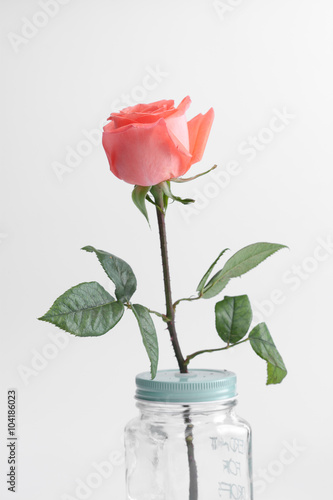 roses flower for special occasion valentine day