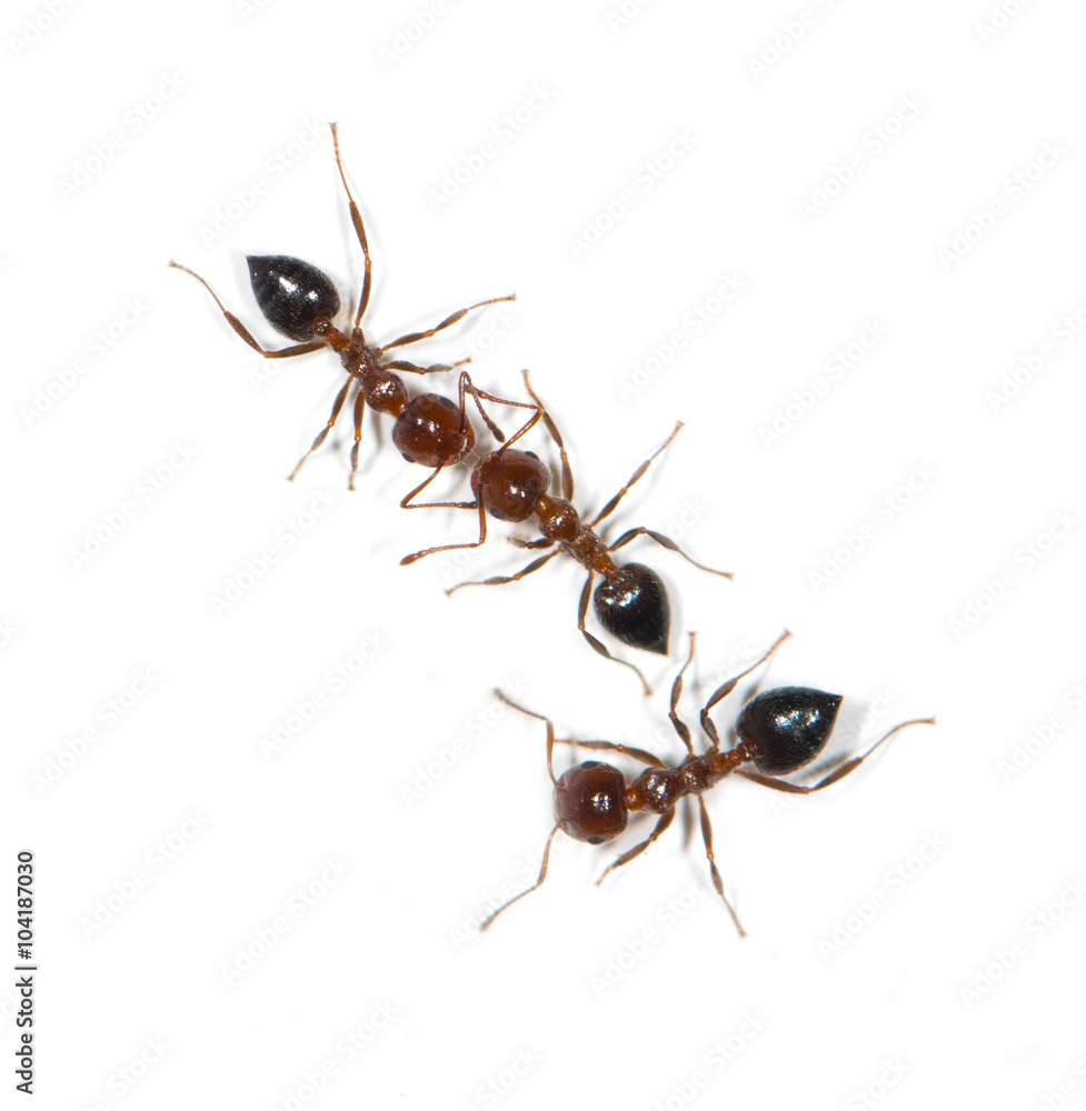 ants on a white background