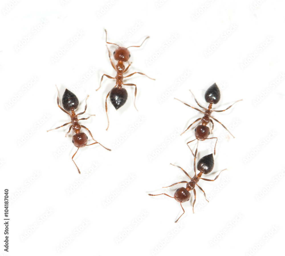 ants on a white background ants on a white background