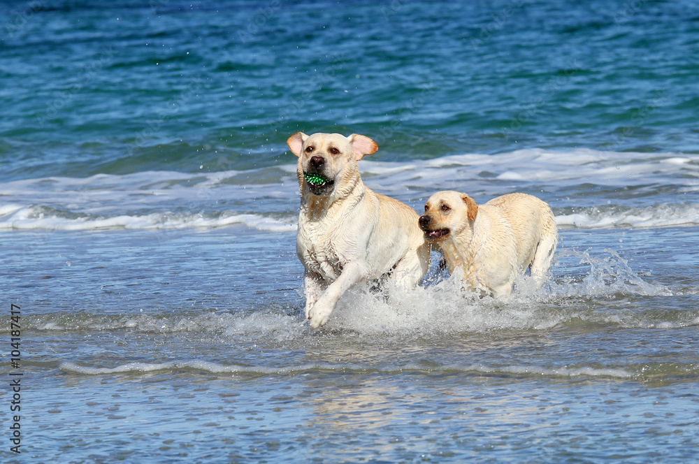two cute labradors at the sea with a ball two cute labradors at the sea with a ball