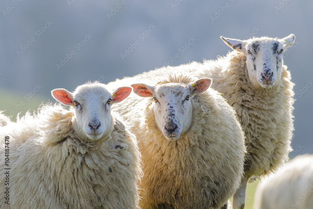 Obraz premium Three back lit sheep staring into camera