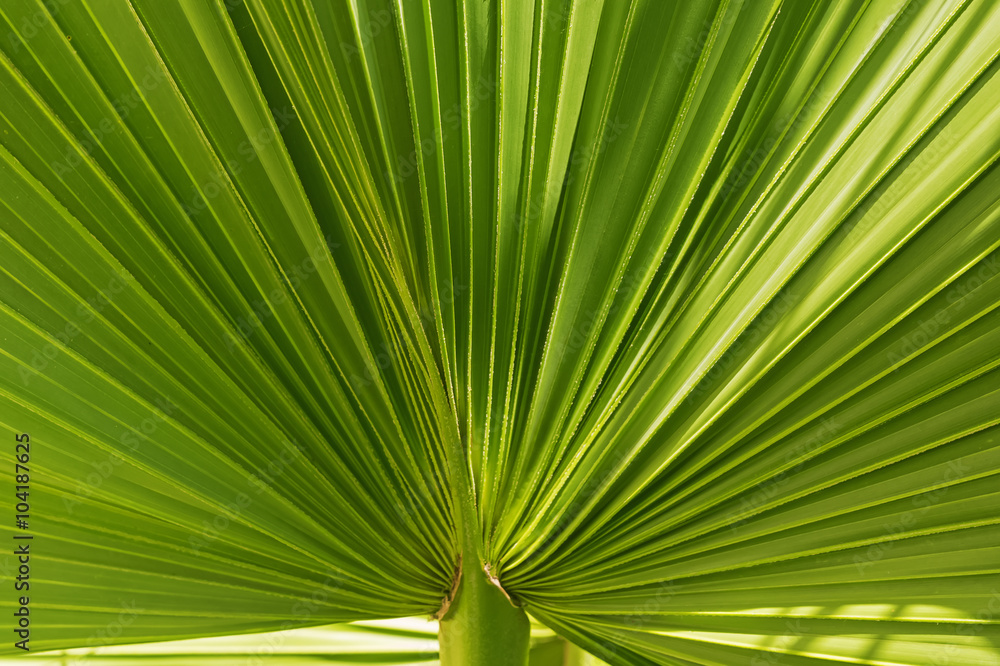 Green leaf close-up Green leaf close-up