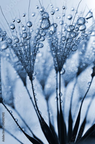 Dewy dandelion flower close up