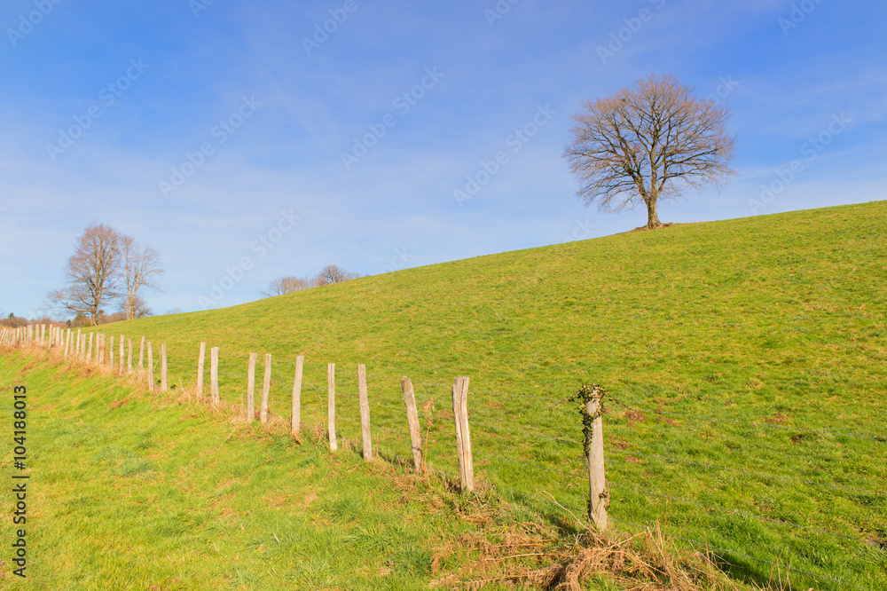 Fototapeta premium Single tree in winter sun