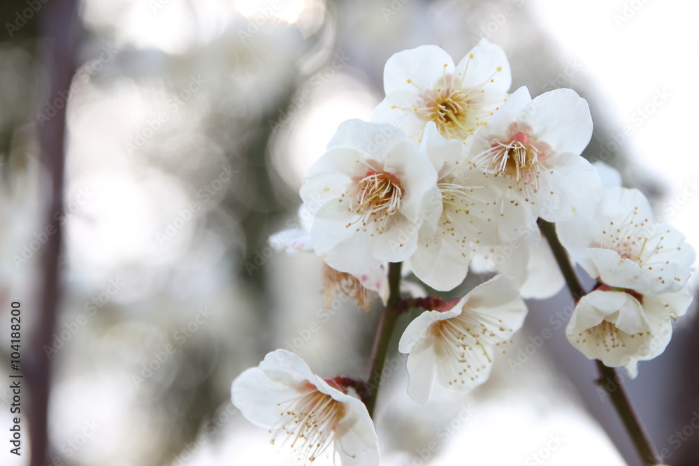 Fototapeta premium 梅の花