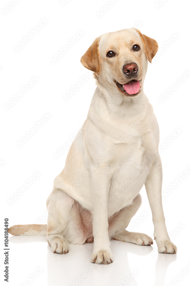 Labrador retriever dog - obrazy, fototapety, plakaty 