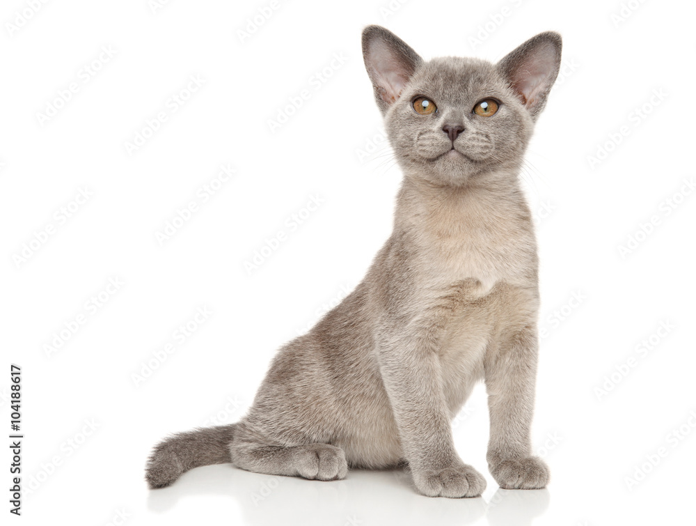 Small gray Burmese kitten on white
