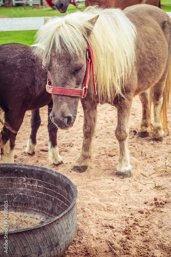 Ponies in the paddock photo