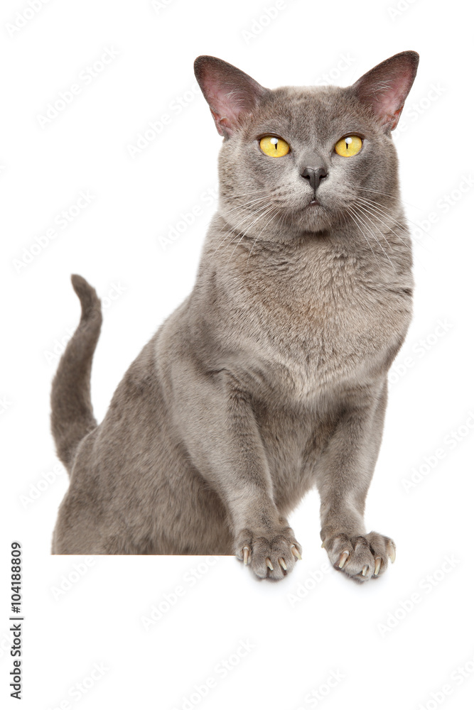 Portrait of Burmese cat