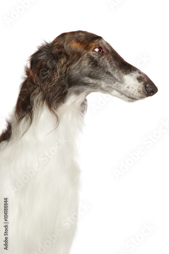 Close-up of Russian borzoi dog © jagodka