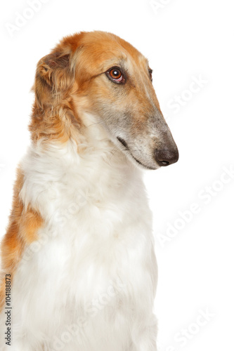 Valokuva Russian borzoi dog isolated on white