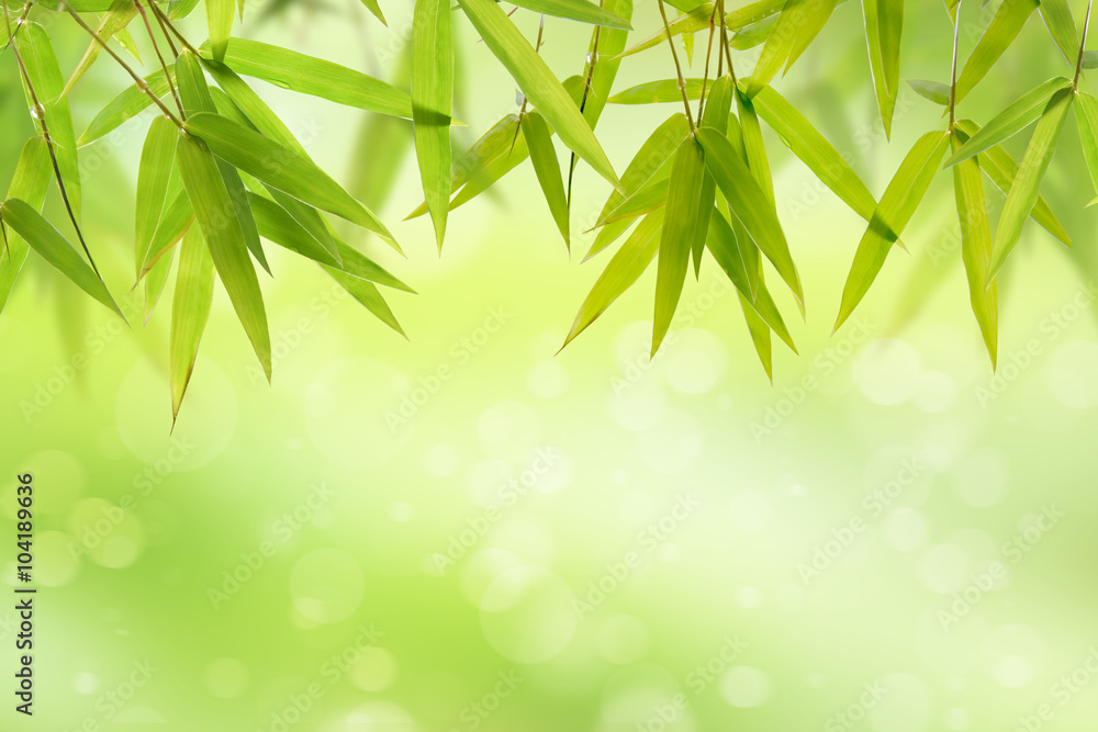 Obraz premium Bamboo leaf and light soft green background