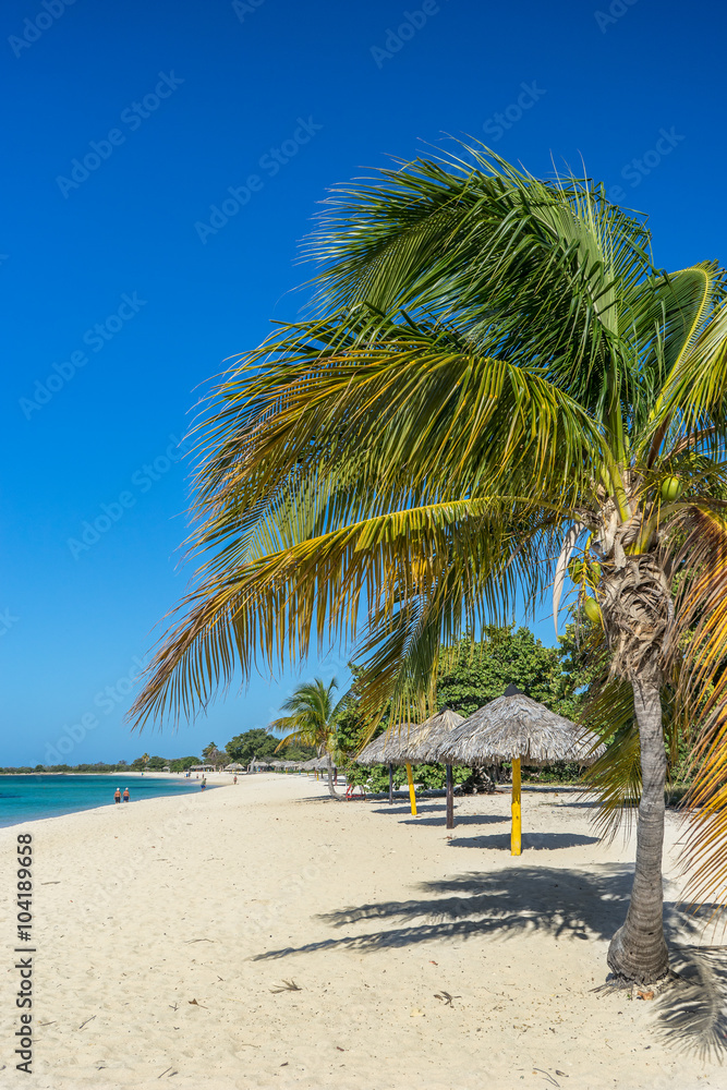 Coconut Palm Tree, Trinidad, Cuba