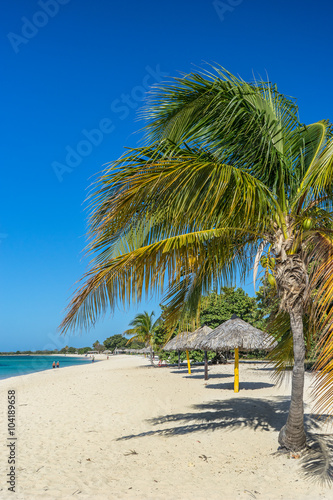 Fototapeta Naklejka Na Ścianę i Meble -  Coconut Palm Tree, Trinidad, Cuba
