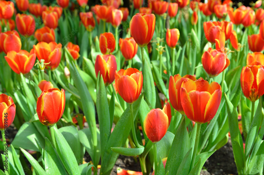 Field of many Red tulips