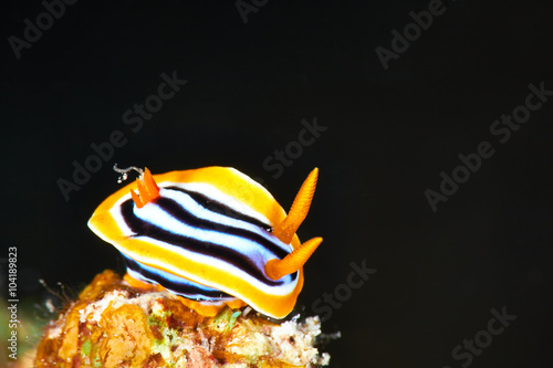 Pyjama chromodorid (Chromodoris quadricolor) at night, Red Sea Egypt. photo