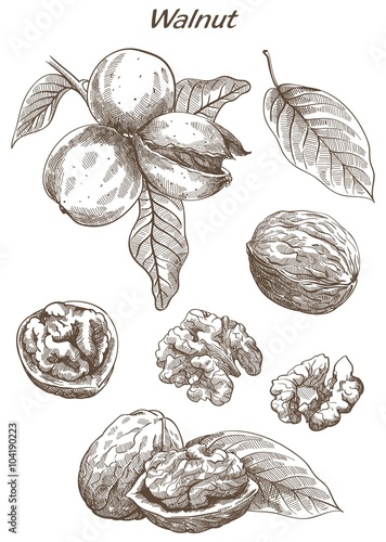 walnut set of sketches photo