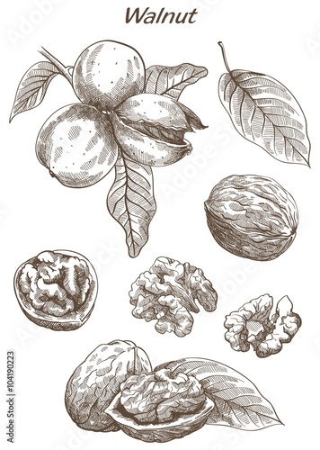 walnut set of sketches