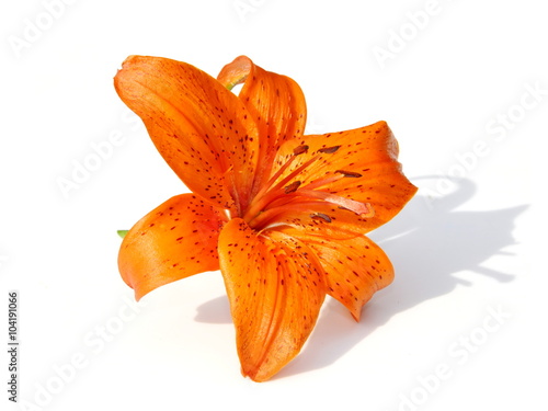 Orange Tiger lily flower on white background