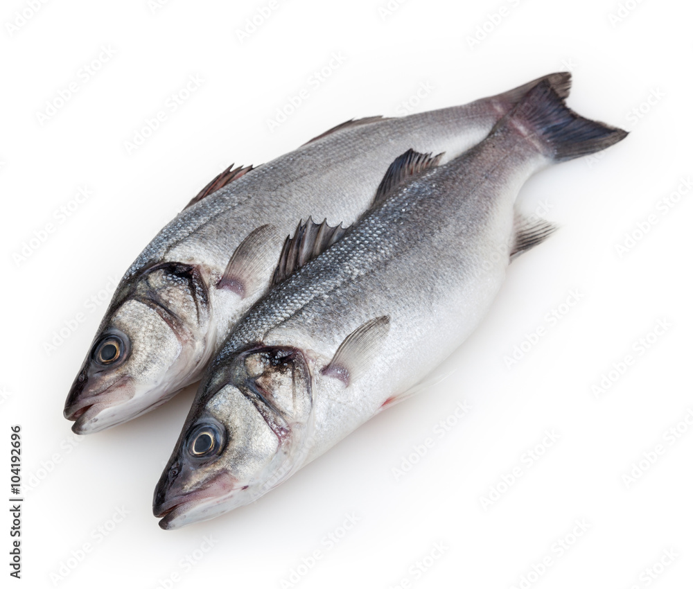 Seabass isolated on white background with clipping path Seabass isolated on white background with clipping path