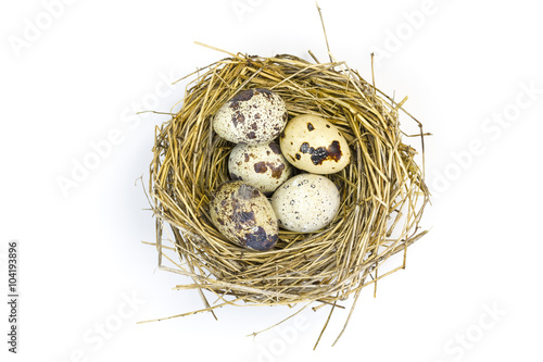 Quail eggs in the nest.