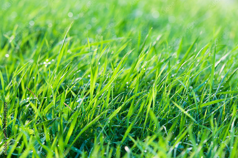 Green grass with dew drops Green grass with dew drops