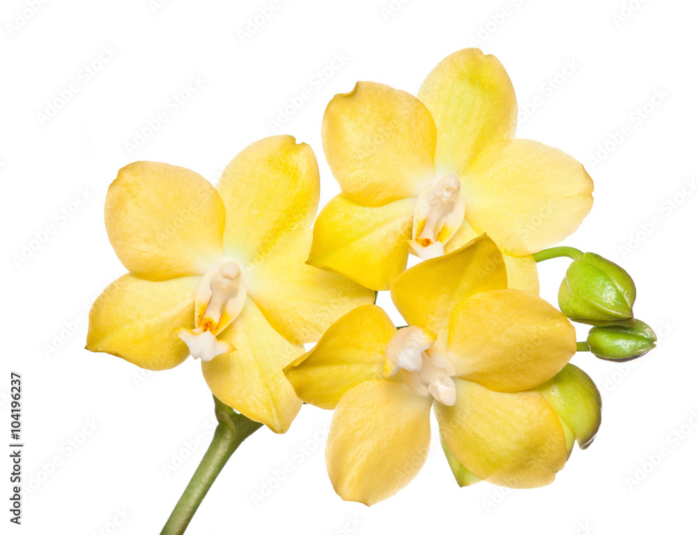 Fototapeta premium orchid flower on white background