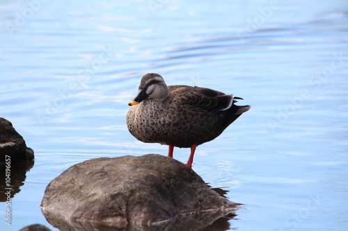 カルガモ / 水辺の岩にいたカルガモを写真に収めてみました。