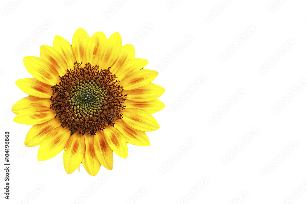 Fototapeta premium sunflower isolated on white background.