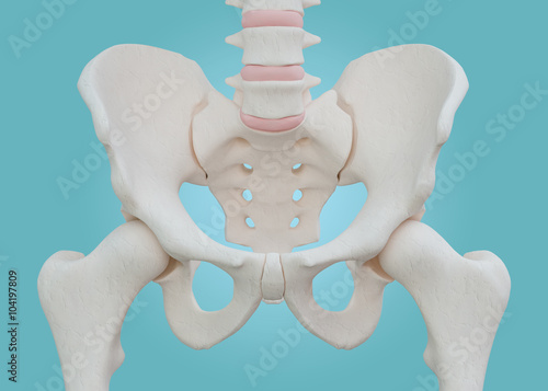 Hip Skeleton on blue background. photo