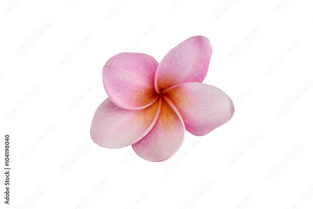 Obraz premium frangipani flowers on white background with clipping paths