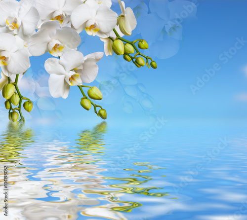 Fototapeta Naklejka Na Ścianę i Meble -  Beautiful white orchid