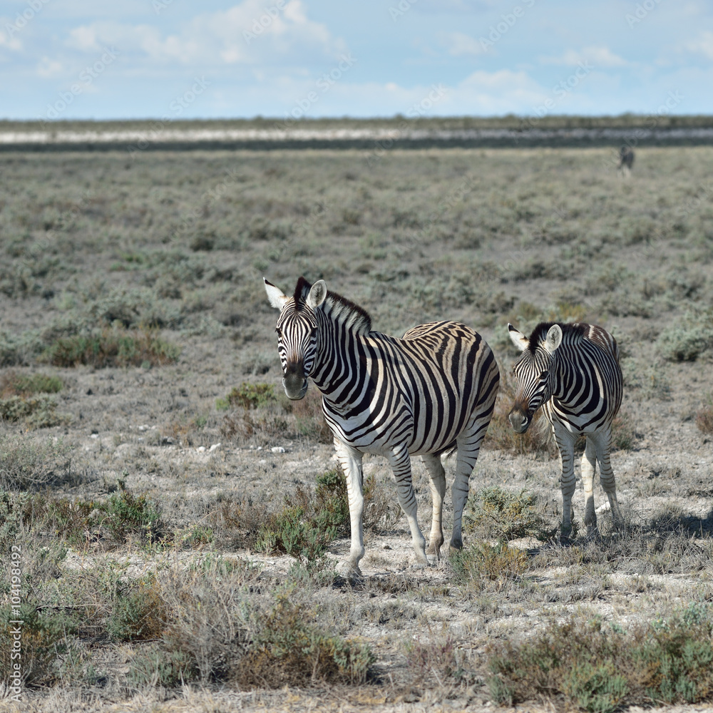 Obraz premium Zebras in Etosha, Namibia