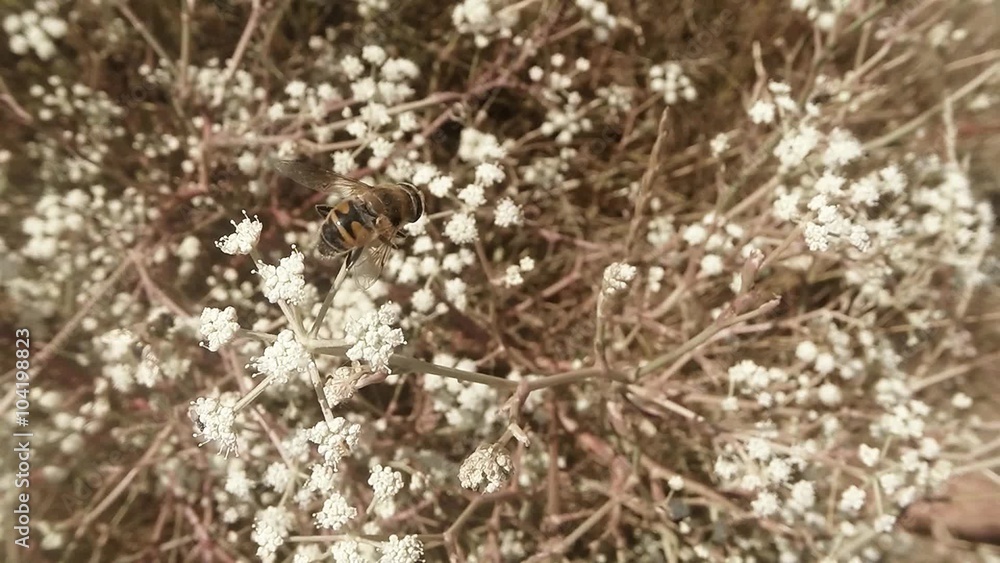 Bees Collect Pollen From Flowers in Tall Grass Bees Collect Pollen From Flowers in Tall Grass