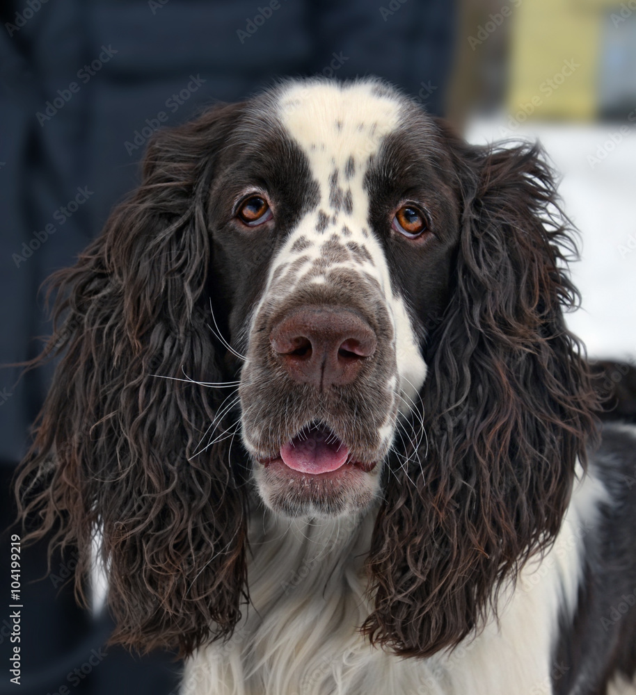 Head of the English Springer Spaniel Head of the English Springer Spaniel