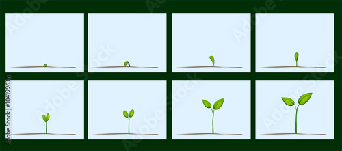 Animation of seed germination on soil