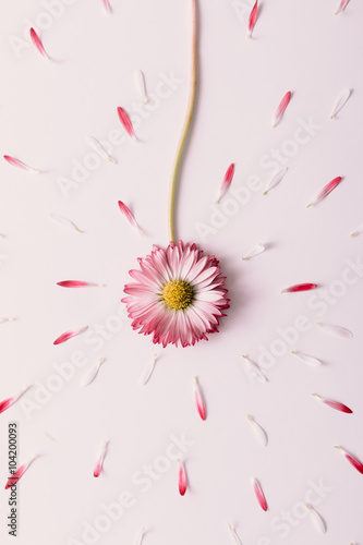 Fototapeta Naklejka Na Ścianę i Meble -  Booming daisy flower.