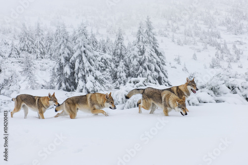Fotografia Wolves in the snow