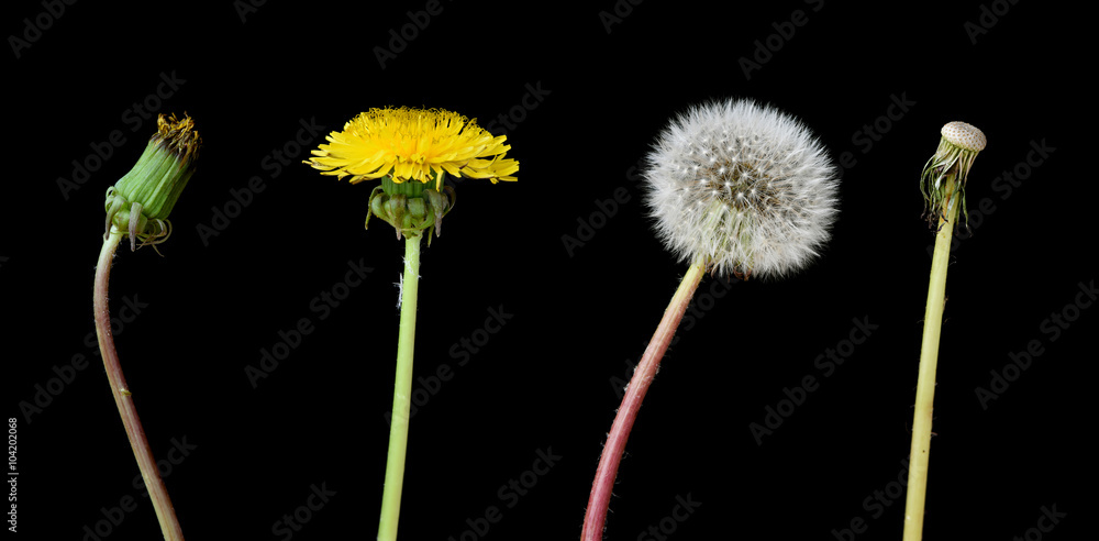 Obraz premium Four stage of a dandelion isolated on black background